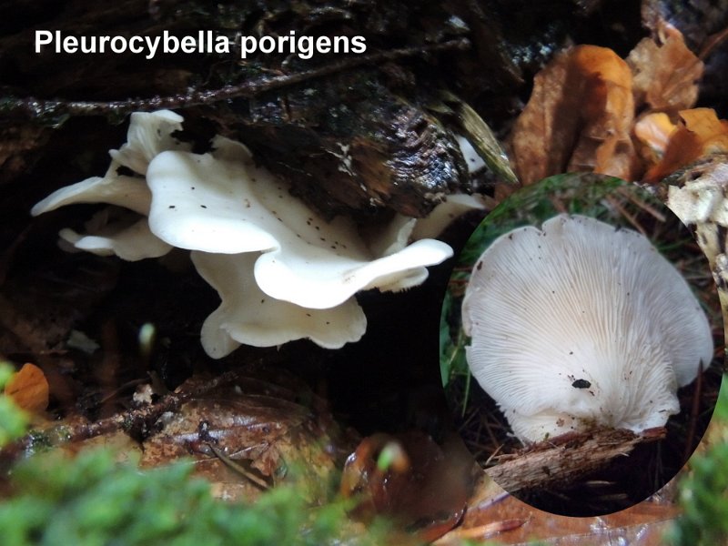 Pleurocybella porrigens-amf2121.jpg - Pleurocybella porrigens ; Syn: Pleurotus porrigens ; Nom français: Pleurote en éventail